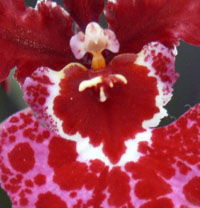 Orchids